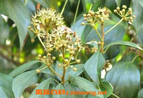 追风藤的药用价值 追风藤的功效与作用
