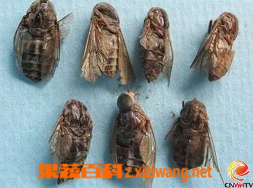 虻虫的作用与功效