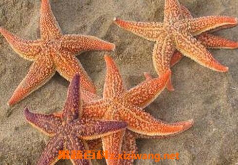 海星的功效与作用 海星有哪些药用价值