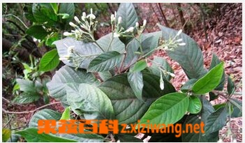 白花苦灯笼的功效与作用
