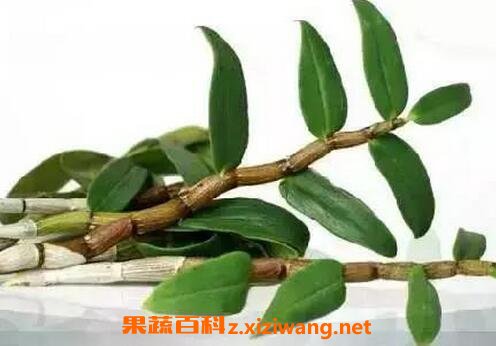 石斛的功效与作用 石斛的药用价值