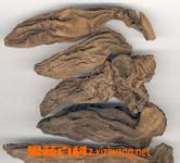 玄参的功效与作用