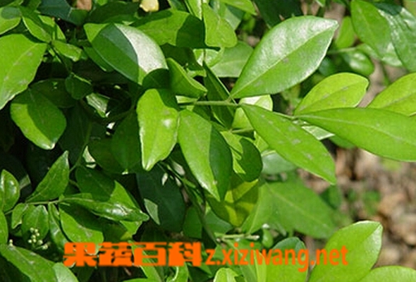 橘叶的功效与作用