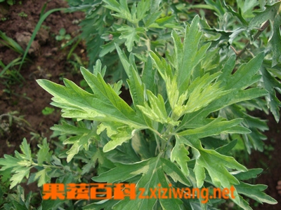 艾叶的副作用
