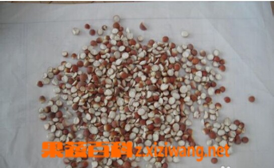 芡实的功效与作用和食用方法