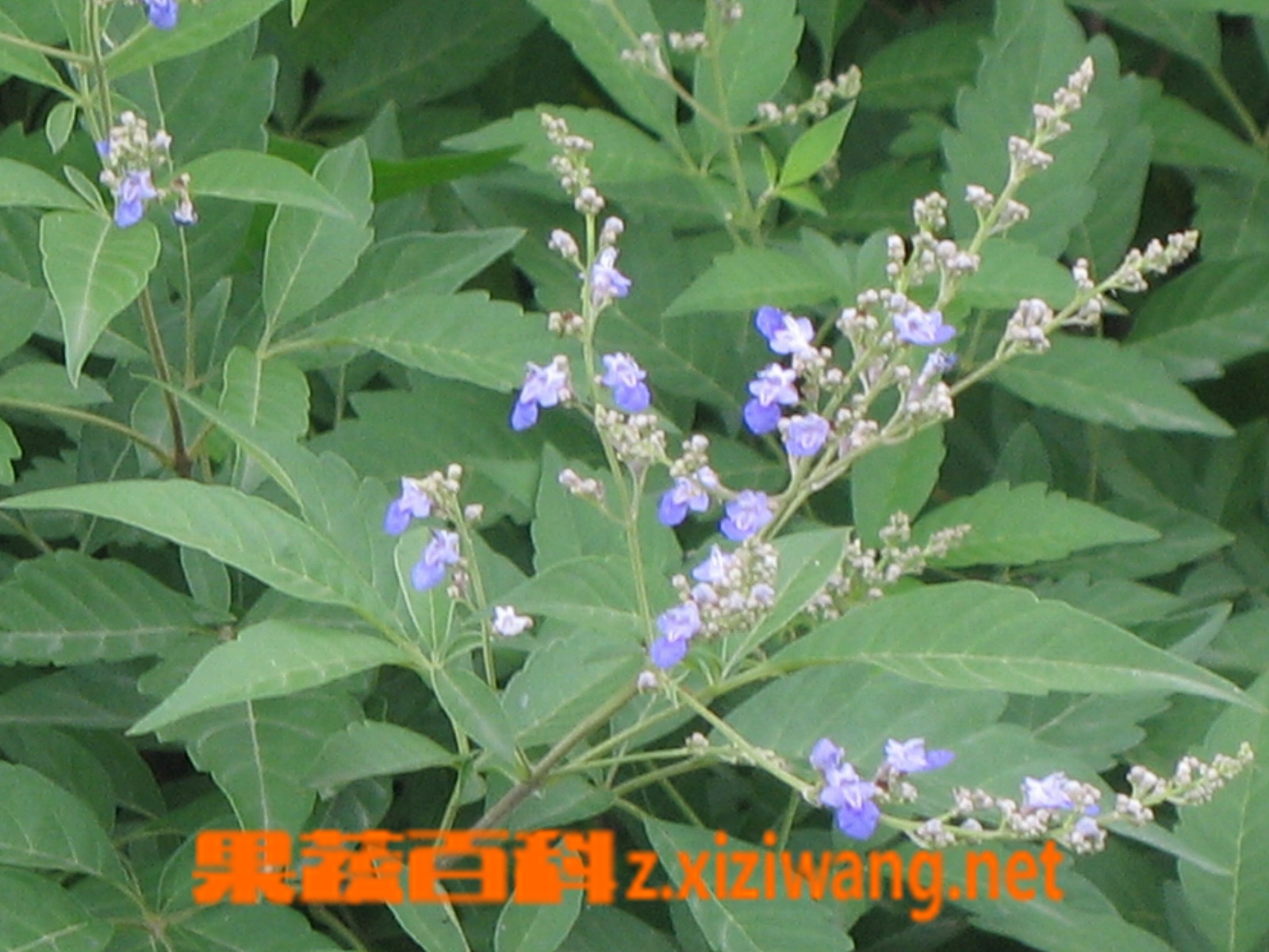 槐花的功效与作用