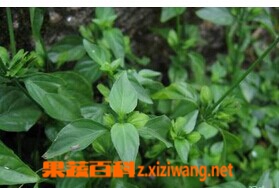 狗肝菜的功效与作用