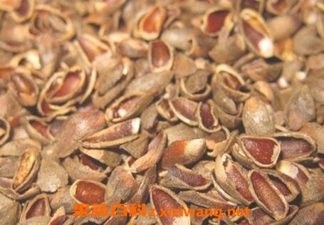 柏子仁壳的功效与作用及禁忌