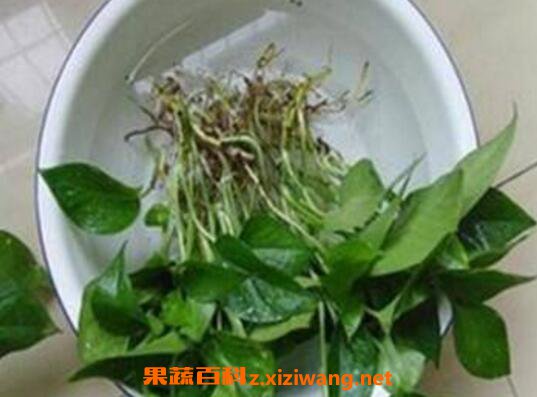 绿萝怎么水培养殖 水培绿萝的养殖方法