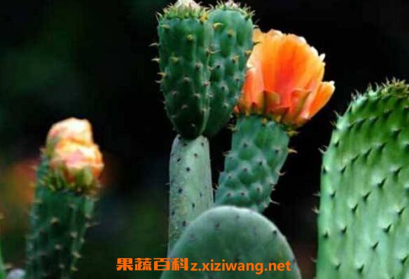 仙人掌什么时候开花 仙人掌的开花条件