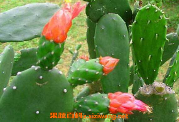 仙人掌什么时候开花 仙人掌的开花条件