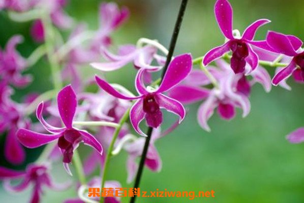 石斛兰怎么养 石斛兰的养殖方法和注意事项