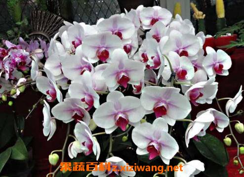 蝴蝶兰怎么养 蝴蝶兰的养殖方法技巧