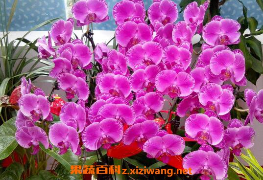 蝴蝶兰怎么养 蝴蝶兰的养殖方法技巧