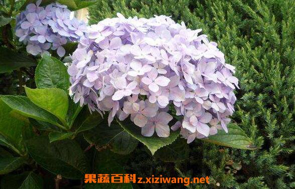 绣球花怎么养 绣球花的养殖方法