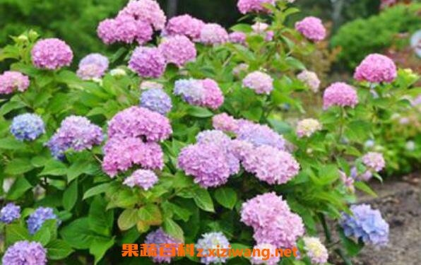 绣球花怎么养 绣球花的养殖方法