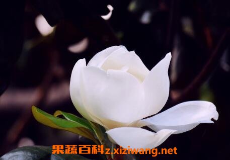 白玉兰花的养殖方法和注意事项