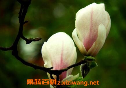白玉兰花的养殖方法和注意事项