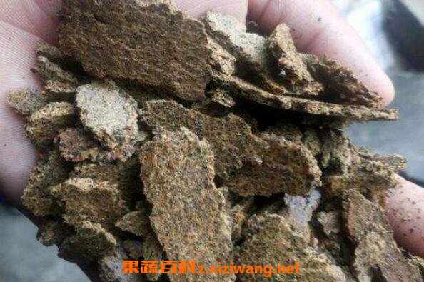 菜籽饼如何发酵成花肥 菜籽饼如何做土壤肥料