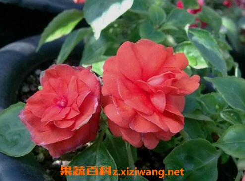 重瓣非洲凤仙花的养殖方法