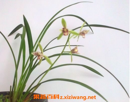 风兰的功效与作用及食用方法