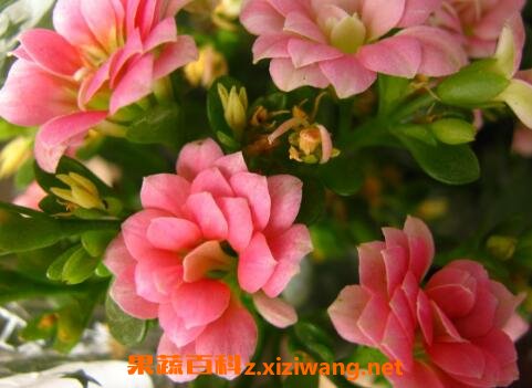 长寿花如何养殖 长寿花的养殖方法和注意事项