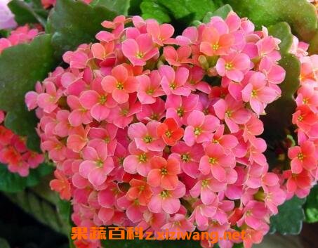 长寿花如何养殖 长寿花的养殖方法和注意事项