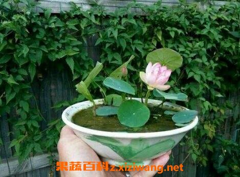 碗莲的种植方法和种植技巧