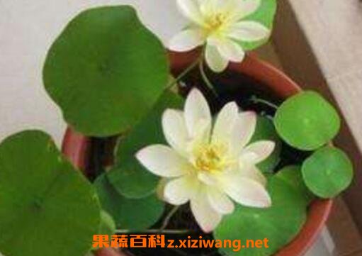 碗莲的种植方法和种植技巧