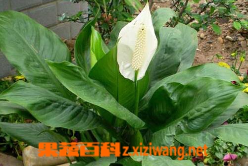 一帆风顺是什么花 一帆风顺怎么养