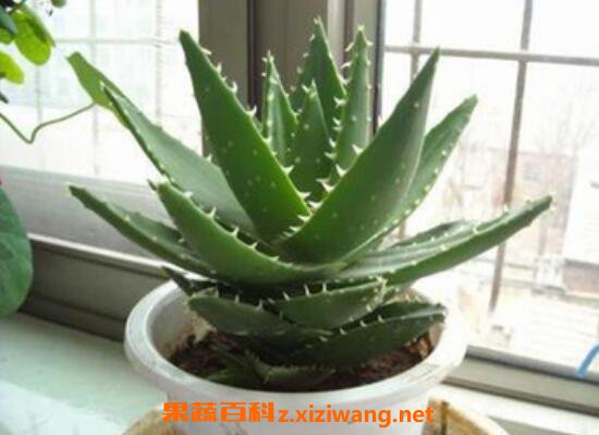 芦荟怎么养殖 芦荟的养殖方法教程