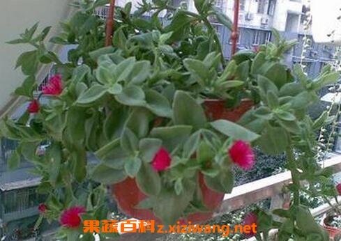 口红吊兰的药用价值与功效