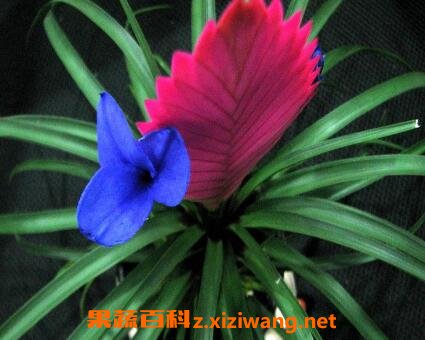紫花凤梨的养殖方法和注意事项