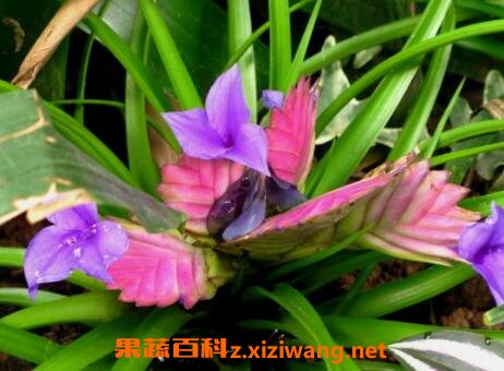 紫花凤梨的养殖方法和注意事项