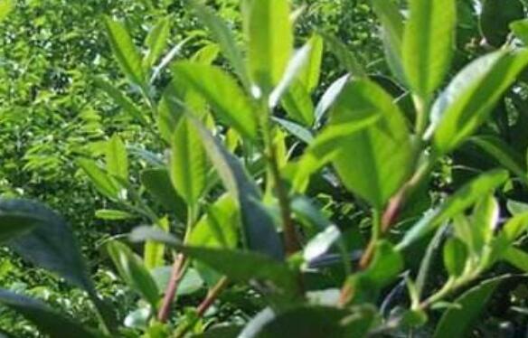 苦丁树花的功效与作用 苦丁树花的药用价值