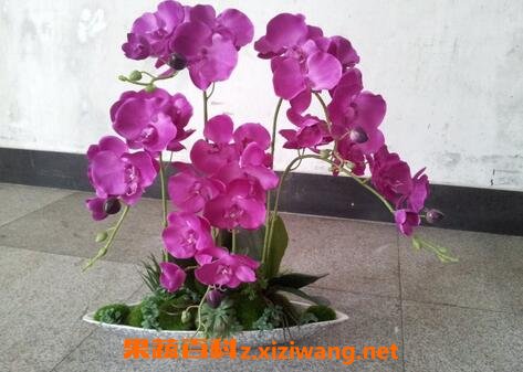蝴蝶兰图片 蝴蝶兰的养殖方法和注意事项
