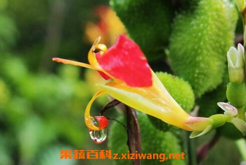 竹宇花如何养 竹宇花的养殖方法技巧