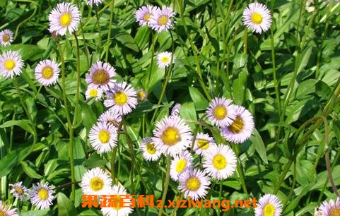灯盏花的功效 灯盏花的药用价值