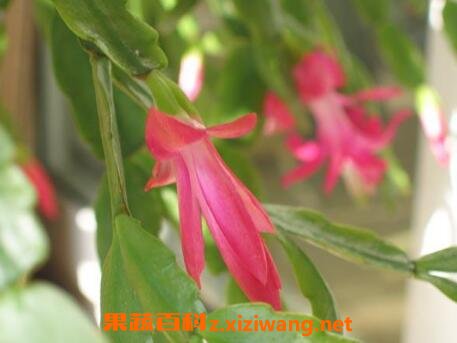 指节花的功效与作用