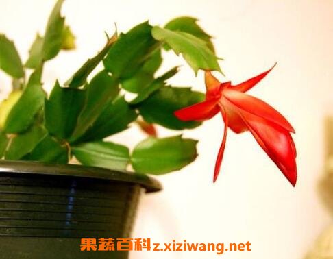指节花的功效与作用