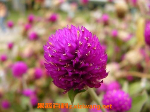 千日红怎么泡水喝 千日红泡水喝的功效与作用