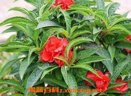 酒泡指甲花的功效与作用