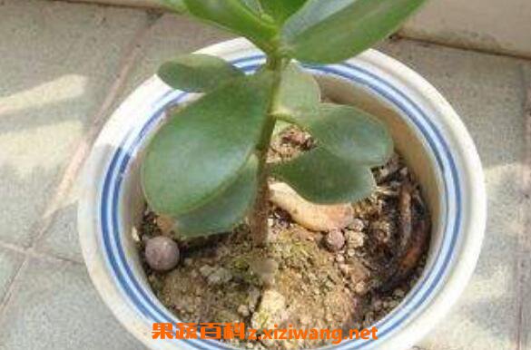 花盆里有小飞虫怎么办 快速除花土小飞虫方法