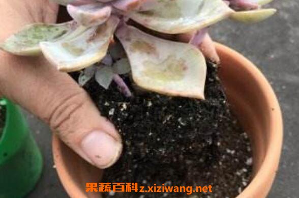 花盆里有小飞虫怎么办 快速除花土小飞虫方法