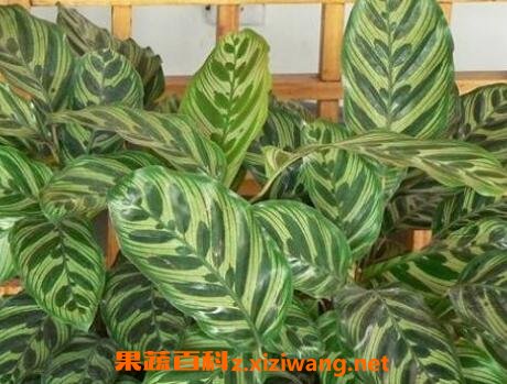 肖竹芋怎么养 肖竹芋的养殖方法和技巧