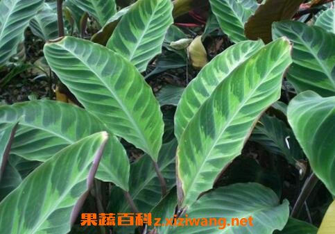 肖竹芋怎么养 肖竹芋的养殖方法和技巧
