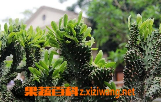 仙人掌白鹃病的症状与防冶方法