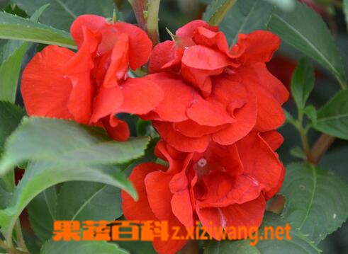 凤仙花能吃吗 凤仙花怎么吃好