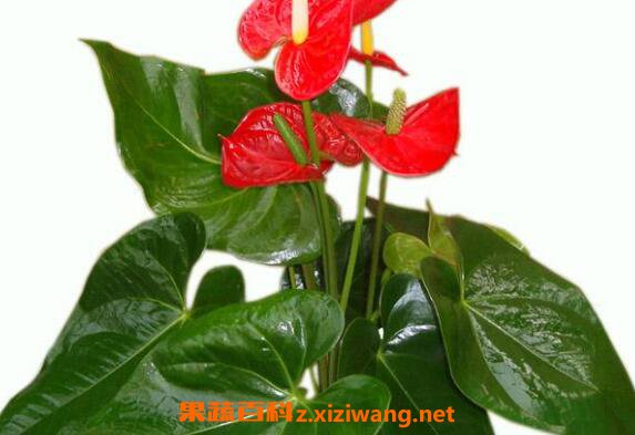 红掌如何养 红掌的养殖方法和注意事项