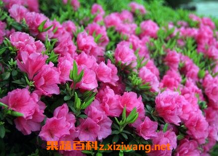 野生杜鹃花的养殖方法和注意事项